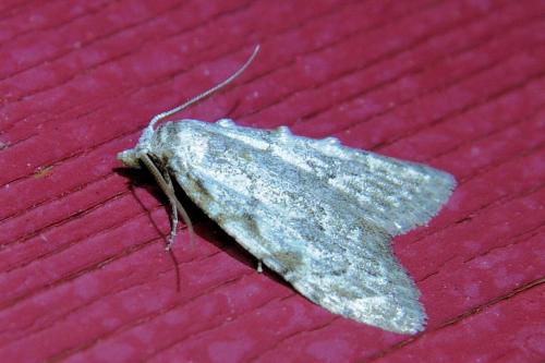 Nola confusalis